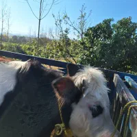 گوساله سیمینتال ماده