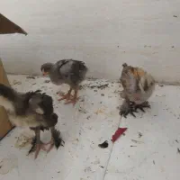 جوجه یک ماهه لاری و پرپا