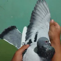 کبوتر پلاکی بازرگان نشسته|پرنده|سوسنگرد, |دیوار