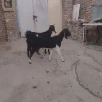 دوعدد بزغاله دورگه نژاد دار فقطدونه 4میلبون|حیوانات مزرعه|شیروان (خراسان), |دیوار