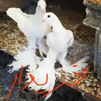 کفتر تبریزی