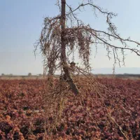 نهال انگور|خدمات باغبانی و درختکاری|کاشمر, |دیوار