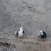 کبوتر|پرنده|قشم, |دیوار