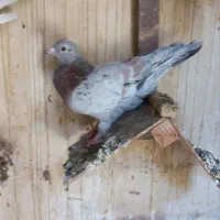 فروش کبوتر