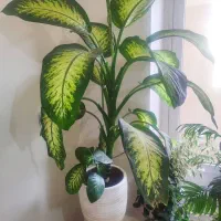 گل دیفن باخیا زیبا