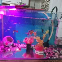 آکواریوم فروش