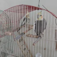 ۹عروس هلندی با۳ قفس و غیره