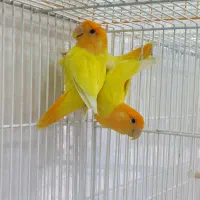 پرورش دهنده کوتوله وفیشر،خدادوست لار|پرنده|بندرعباس, |دیوار