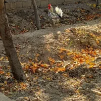 خورس چهل تاج گلین لری اصل 5ماه|حیوانات مزرعه|شهریار, یوسف آباد صیرفی|دیوار