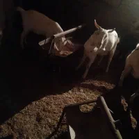 ۳ راس بز|حیوانات مزرعه|دامغان, |دیوار