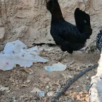 مرغ وخروس ریشی.بندردیر|حیوانات مزرعه|بندر دیر, |دیوار