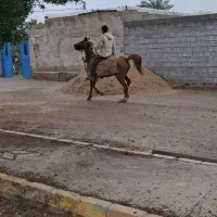 فروش مادیون سرودمگیر 8ماه ابستن