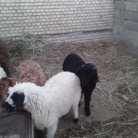 بره نروماده شادگان