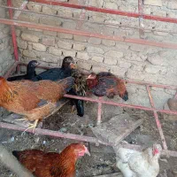 مرغ خروس جوان|حیوانات مزرعه|مزرعه کتول, |دیوار