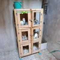 چهار جفت کفتر طوقی با جفت کن