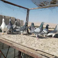 15جفت کفتر دست اولی شب بازی|پرنده|شیراز, سهل‌آباد|دیوار