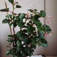 گل عروسی وگل خرفه|گل و گیاه طبیعی|ارومیه, |دیوار