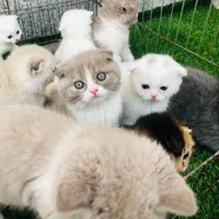 تعدادی توله گربه اسکاتیش