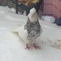 ۵ تا طوقی دوتا جفت یکی تک