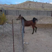 اسب سیاه کهر