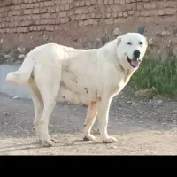 خراسانی