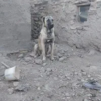 سگ سرابی گمشده یابنده/ مژدگانی|سگ|رباط‌کریم, رباط‌کریم|دیوار