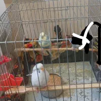 مرغ عشق جفت