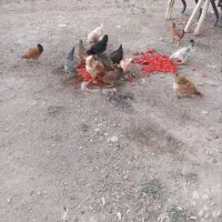 مرغ محلی تخم گذار دیواندره