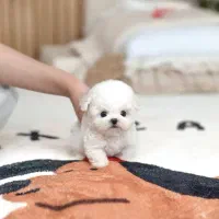 پودل کوچک