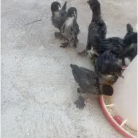 جوجه یک روزه