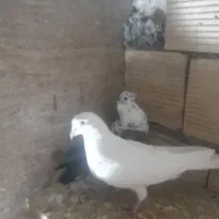 تهرانی بالاگرد|پرنده|بیرانوند, |دیوار