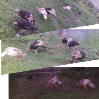 جوجه بوقلمون فروشی