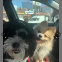 فروش سگ|سگ|رشت, دیلمان|دیوار