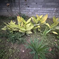 آگهی گل یوکا و سیکاس و‌بابا آدم در همه ابعاد|گل و گیاه طبیعی|رویان, |دیوار