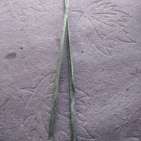 قیچی پشم چینی گوسفند قدیمی|کلکسیون اشیاء عتیقه|جهرم, |دیوار