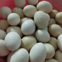 تخم مرغ محلی