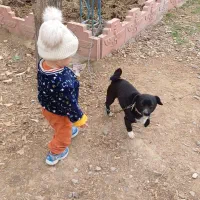 شیواوا و اشپیتز