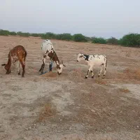 کهره