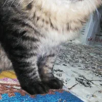 واگذاری گربه|گربه|صدرا-فارس, فاز ۱|دیوار