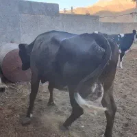 گاو شیری فروشی ۲۸کیلو شیر