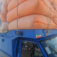 کاه ـ گندم و خارشتر  چغندر  ذرت علوفه نان خشک