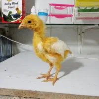 جوجه یکماهه