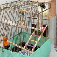 یه جفت عروس هلندی نر و ماده همراه باقفس