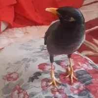 فروش مرغ مینا