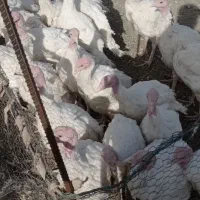 بوقلمون مشکی. قهوه ای سفید|حیوانات مزرعه|دماوند, دماوند|دیوار