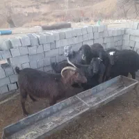 فروش گوسفند