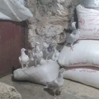 کفتر کوهی و سفید