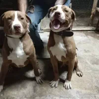 سگ پید بل|سگ|خورموج, |دیوار