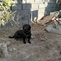 سگ پا کوتاه