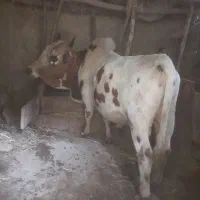 ورزا کل|حیوانات مزرعه|لاهیجان, کوی زمانی|دیوار